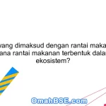 Apa yang dimaksud dengan rantai makanan? Bagaimana rantai makanan terbentuk dalam suatu ekosistem?