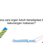 Bagaimana cara organ tubuh beradaptasi terhadap kekurangan makanan?